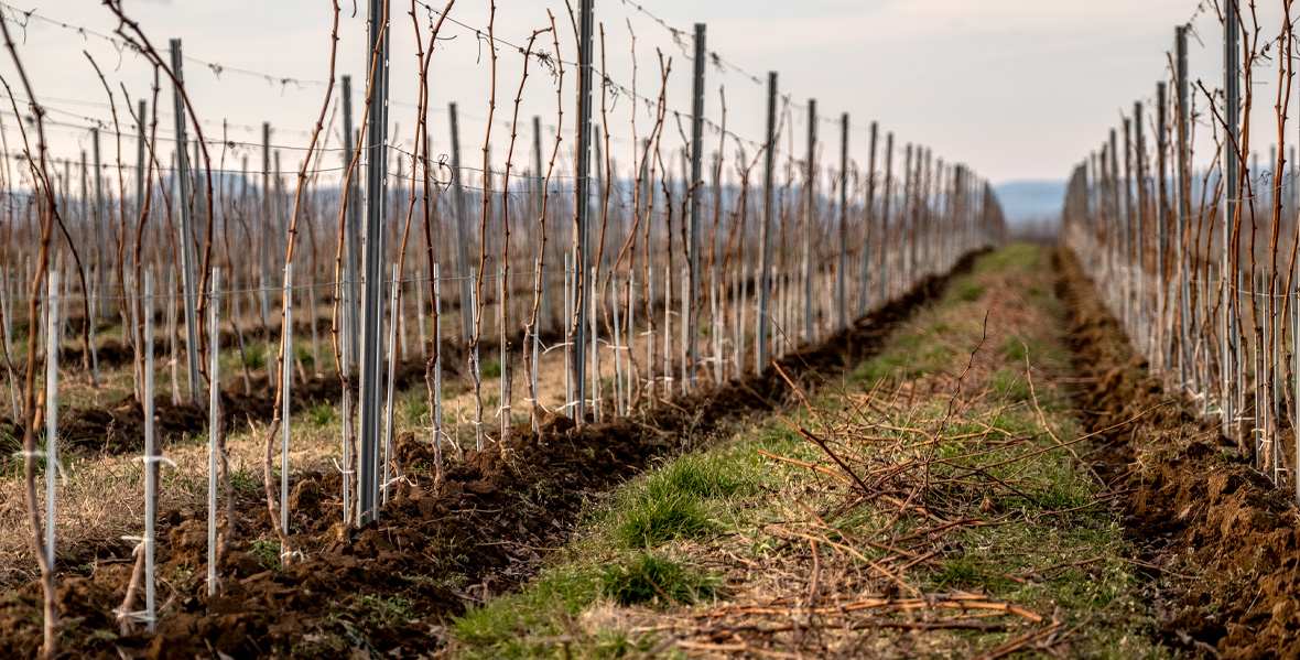 Bujdosó Szőlőbirtok téli metszés