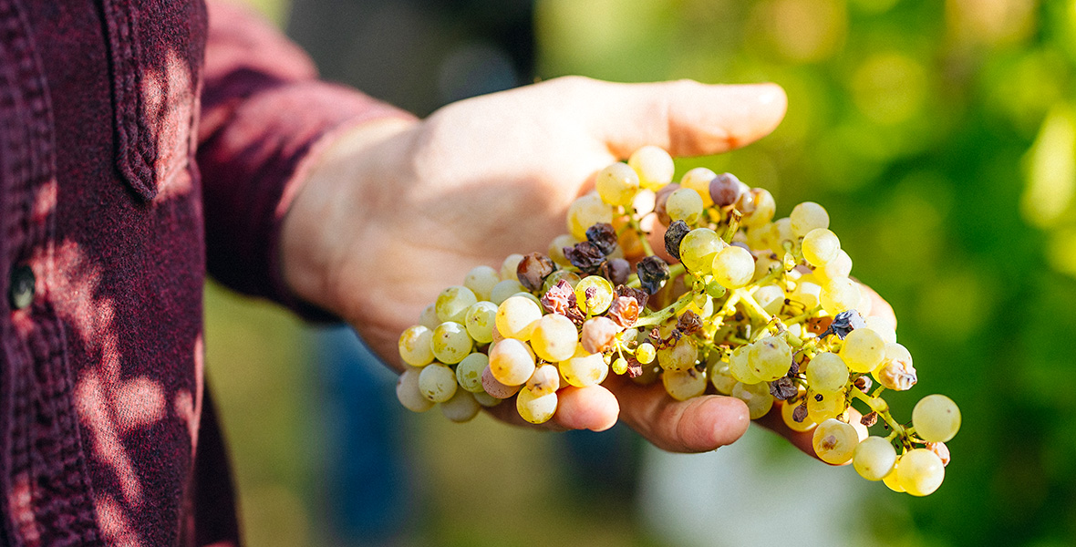 Szüret vége – rizlingmámor