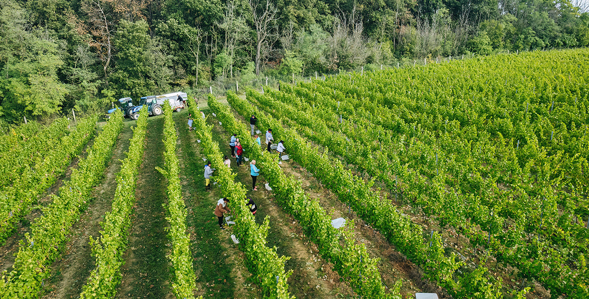 Bujdosó rajnai rizling szüret dél-balaton