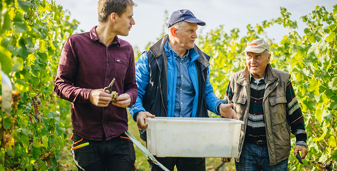 Bujdosó rajnai rizling szüret dél-balaton